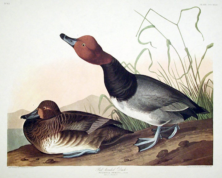 John James Audubon Amsterdam Ed.Red-headed Duck Print Lithograph Engraving 1972 Germany Birds of America Collection