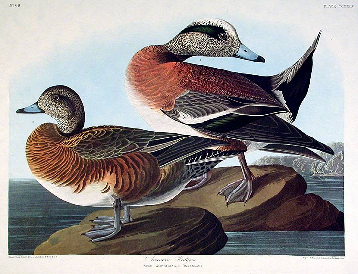 John James Audubon Amsterdam Ed.American Widgeon Print Lithograph Engraving 1972 Germany Birds of America Collection
