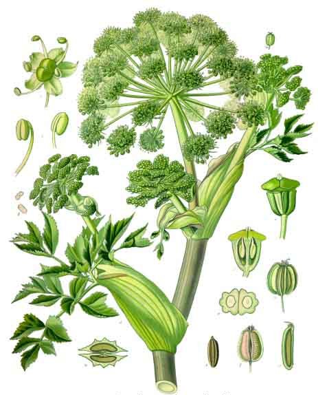 Munshell, Botanical, Angelica Baccifera