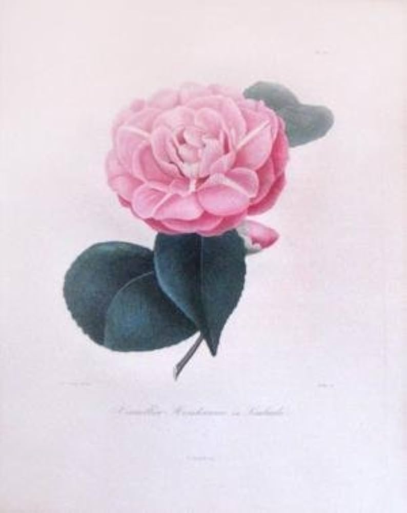 Berlese, Botantial: Camellias, Hendersonii