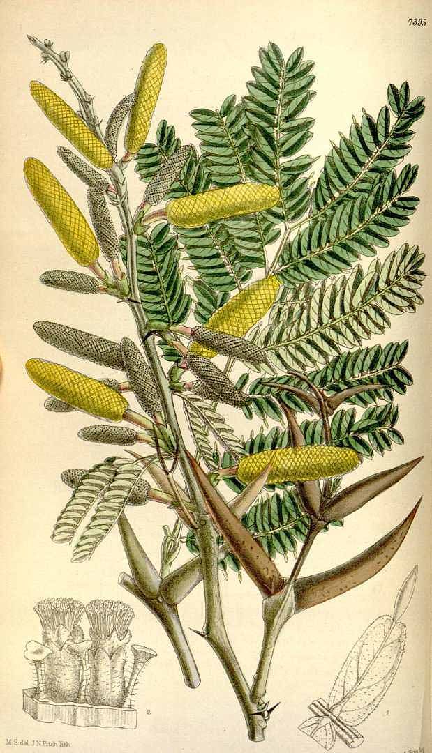 Munshell, Botanical, Acacia Cornigera