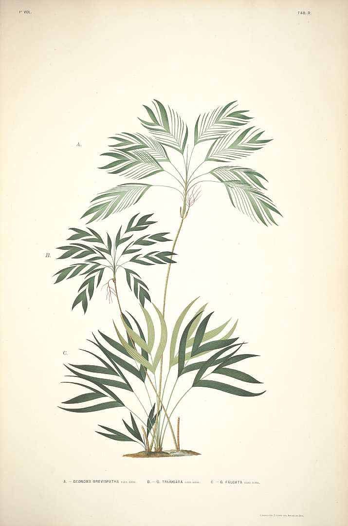 Rodriquez, Botantical: Palm Trees, B. Trijugata