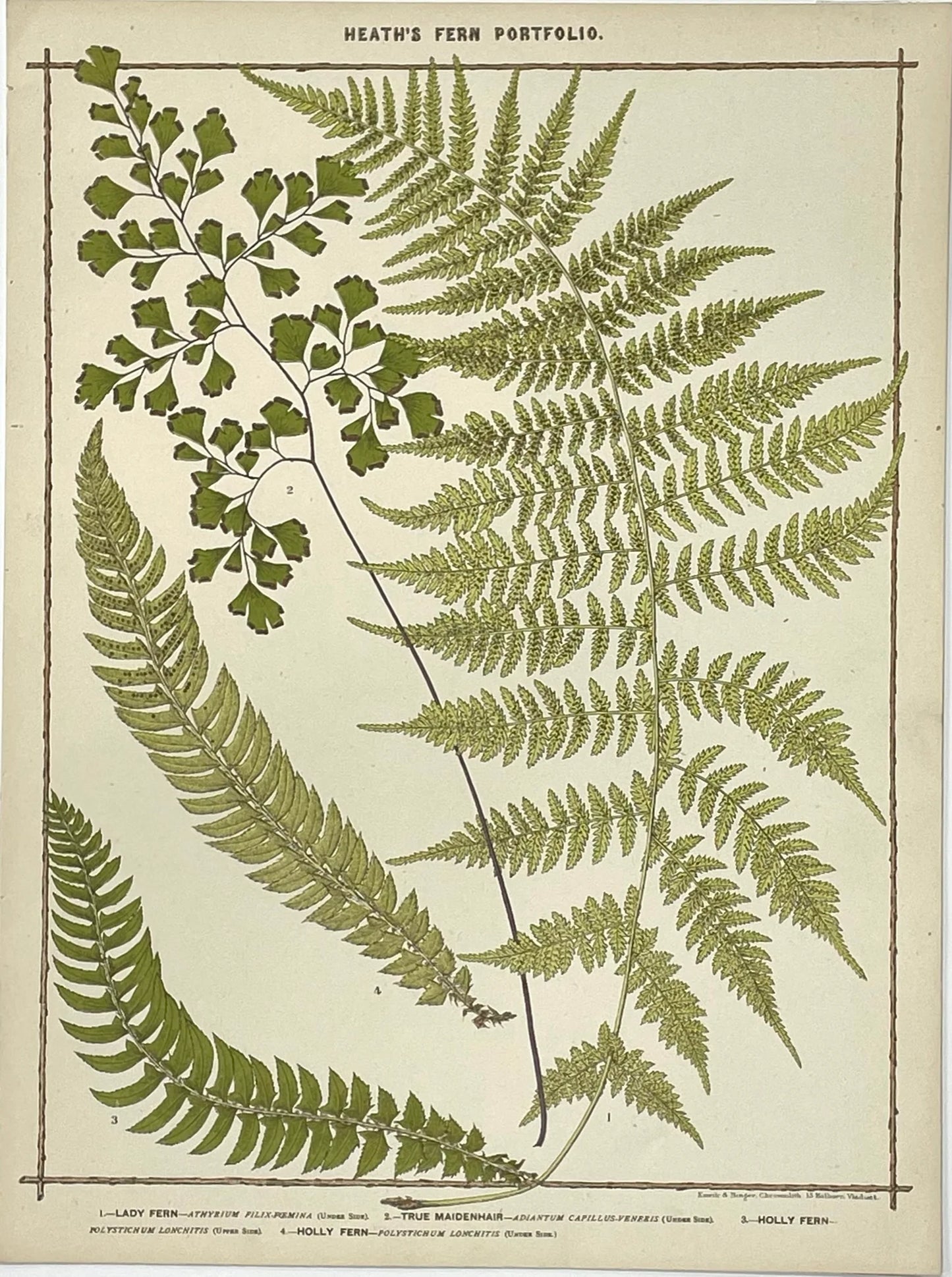 Heath’s Fern Portfolio Original Chromolithograph