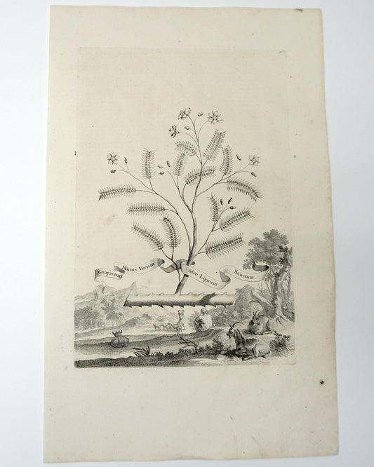 Botanical Etching Engraving, Abraham Munting, 1696