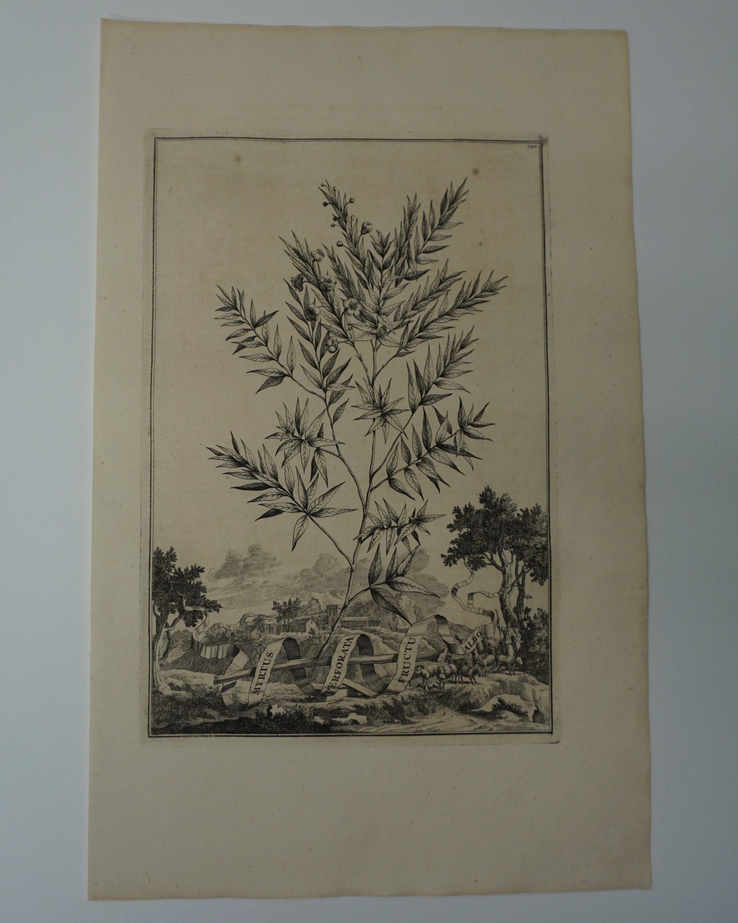 Etching Engraving of Myrtus Perforata Fructu Albo, Abraham Munting, 1696
