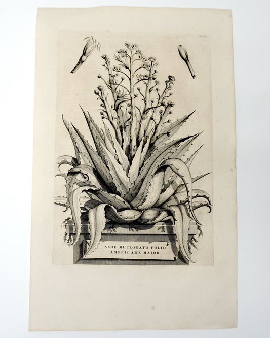 Botanical Etching Engraving, Abraham Munting, 1696