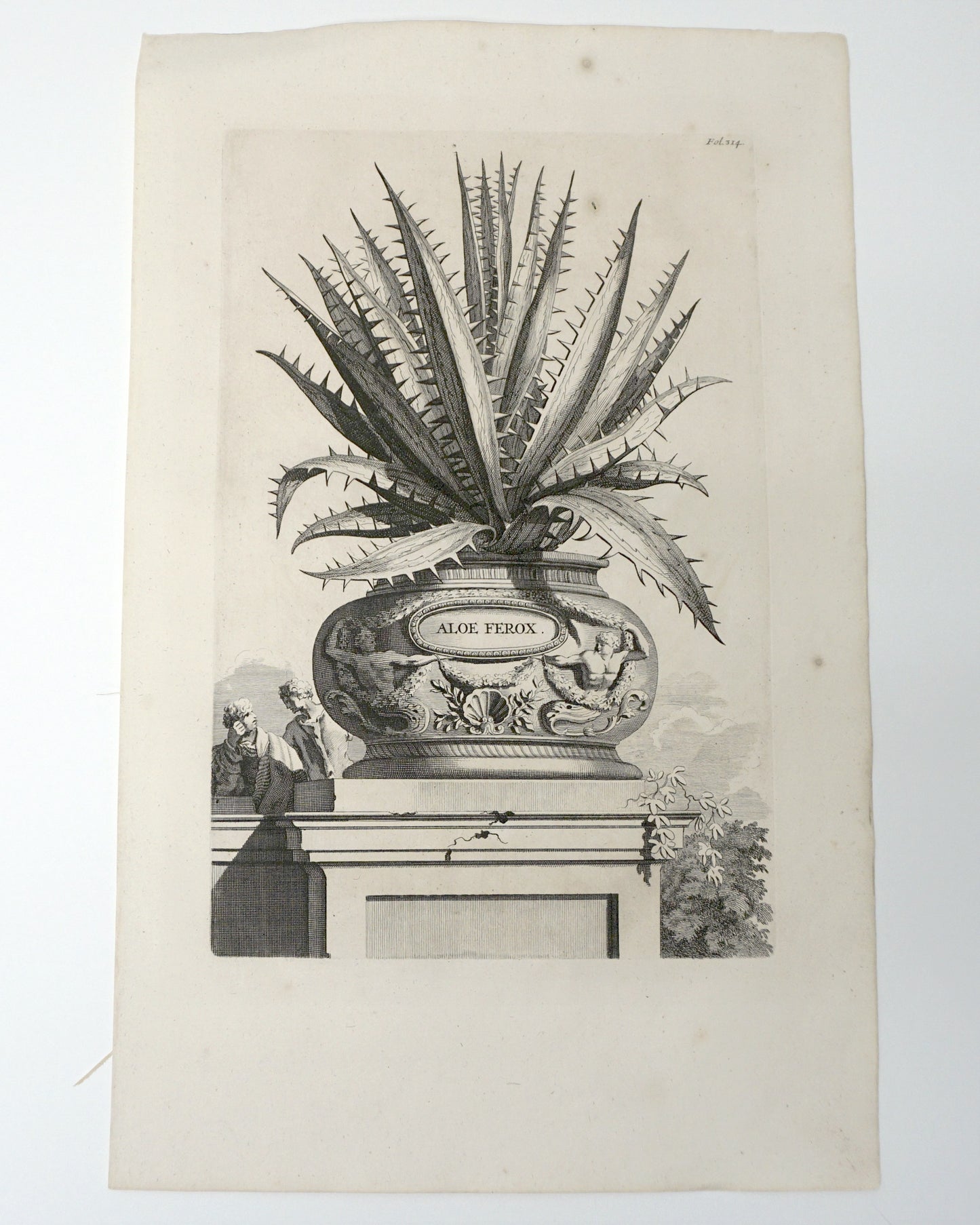Etching Engraving Aloe Ferox, Abraham Munting, 1696