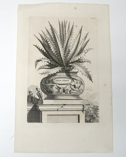 Etching Engraving Aloe Ferox, Abraham Munting, 1696