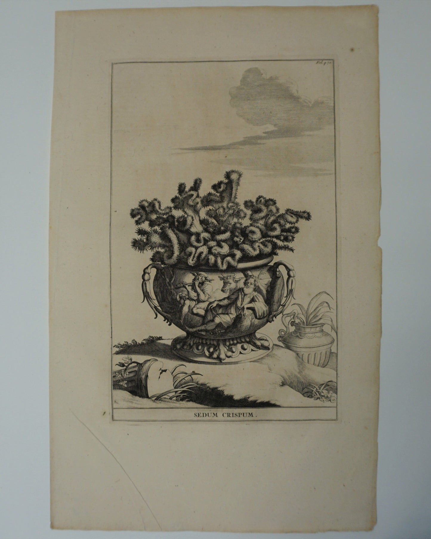 Etching Engraving of Sedum Crispum, Abraham Munting, 1696