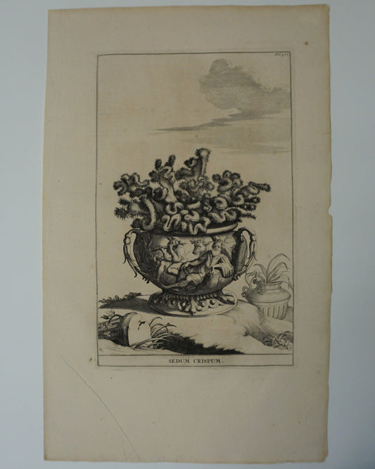 Etching Engraving of Sedum Crispum, Abraham Munting, 1696