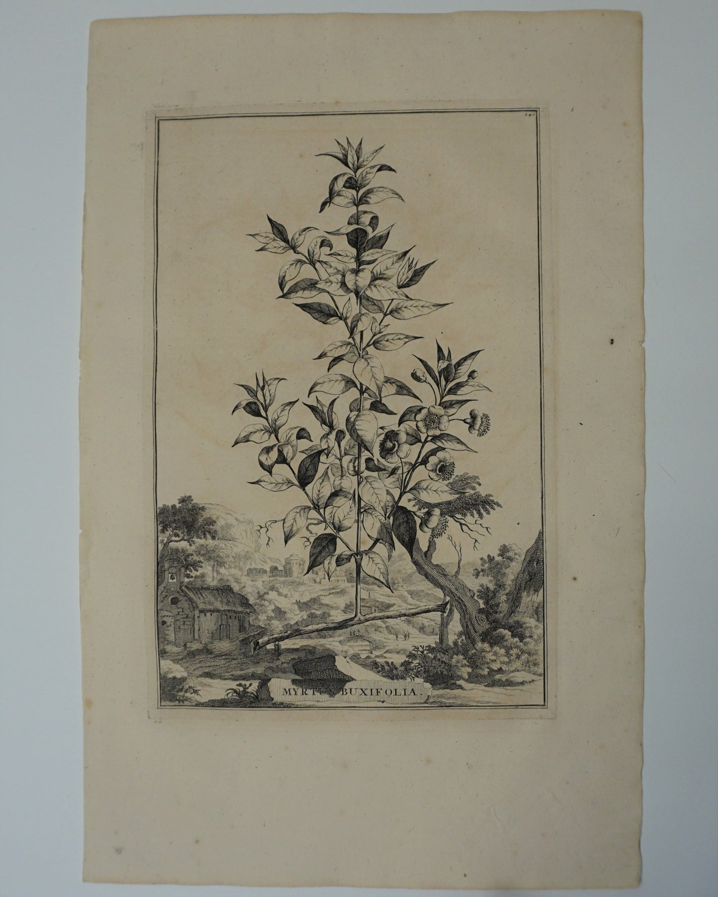 Etching Engraving of Myrtus Buxifolia, Abraham Munting, 1696