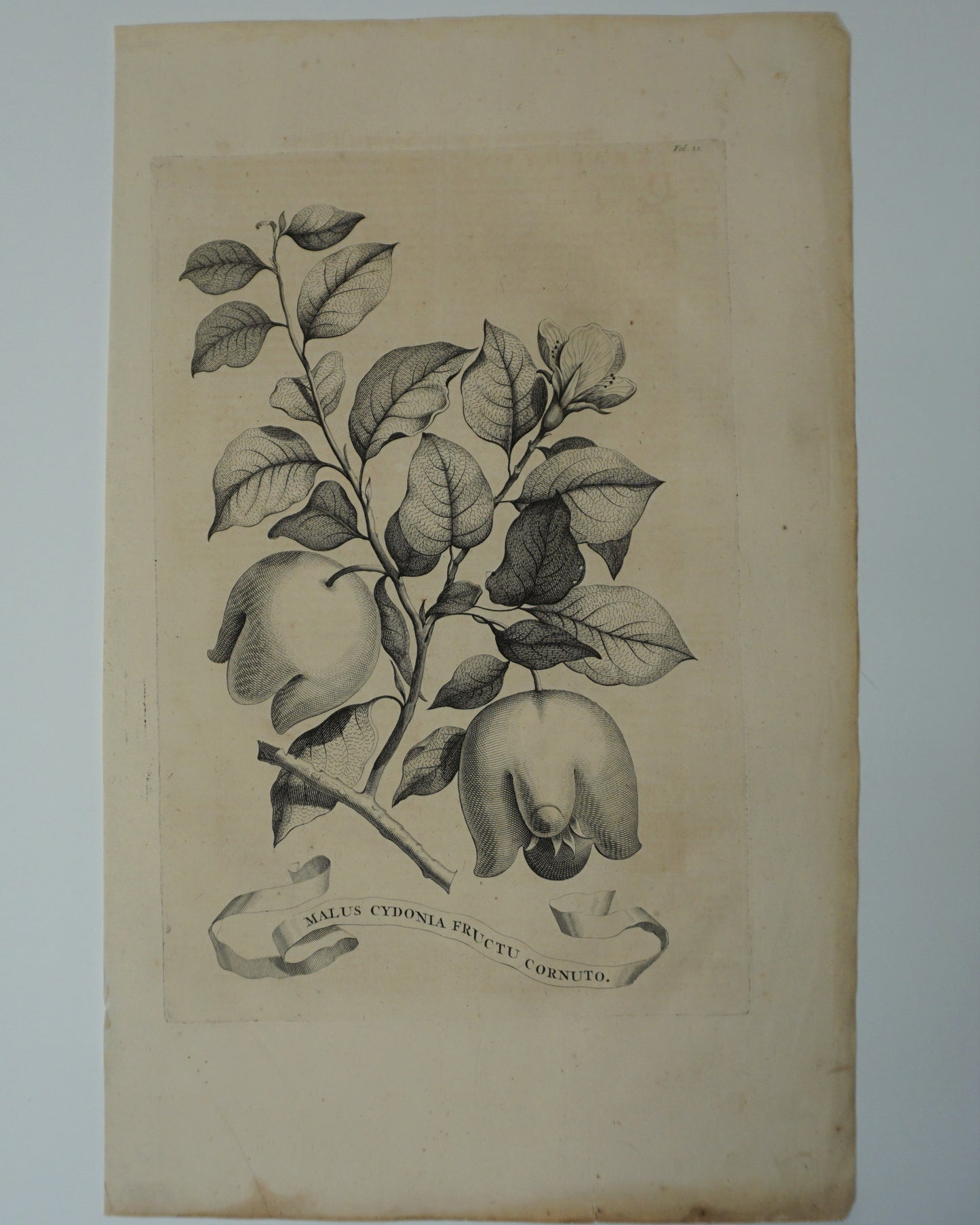 Etching Engraving of Malus Cydonia Eructu Cornuto, Abraham Munting, 1696