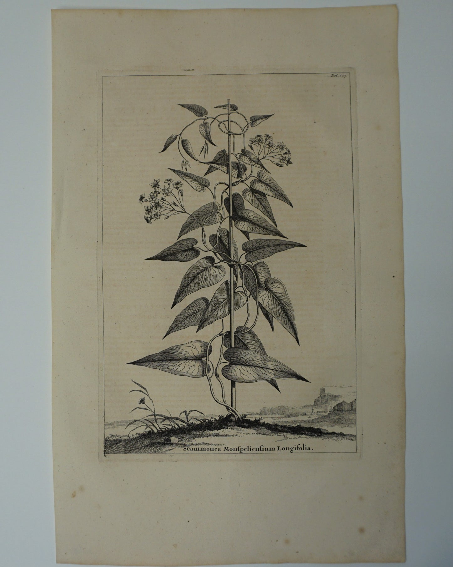 Etching Engraving of Scammonea Monfpelienfium Longifolia, Abraham Munting, 1696