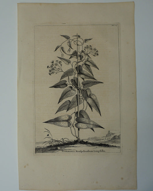 Etching Engraving of Scammonea Monfpelienfium Longifolia, Abraham Munting, 1696