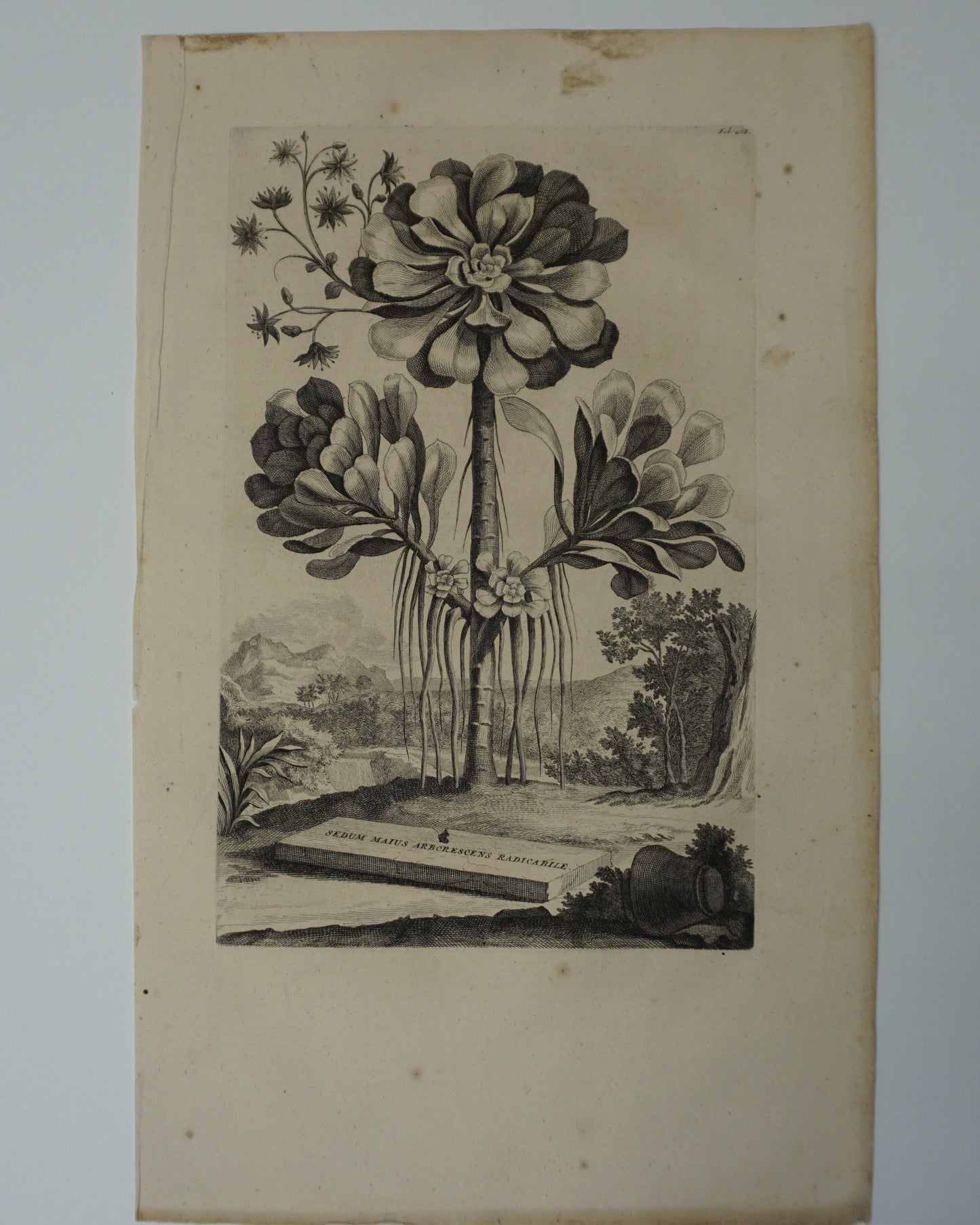 Etching Engraving of Sedum Maius Arborescens Radicabile, Abraham Munting, 1696