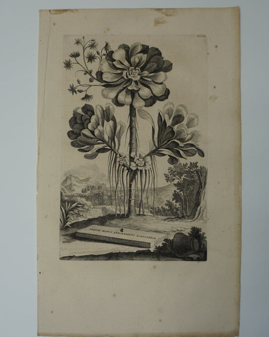 Etching Engraving of Sedum Maius Arborescens Radicabile, Abraham Munting, 1696