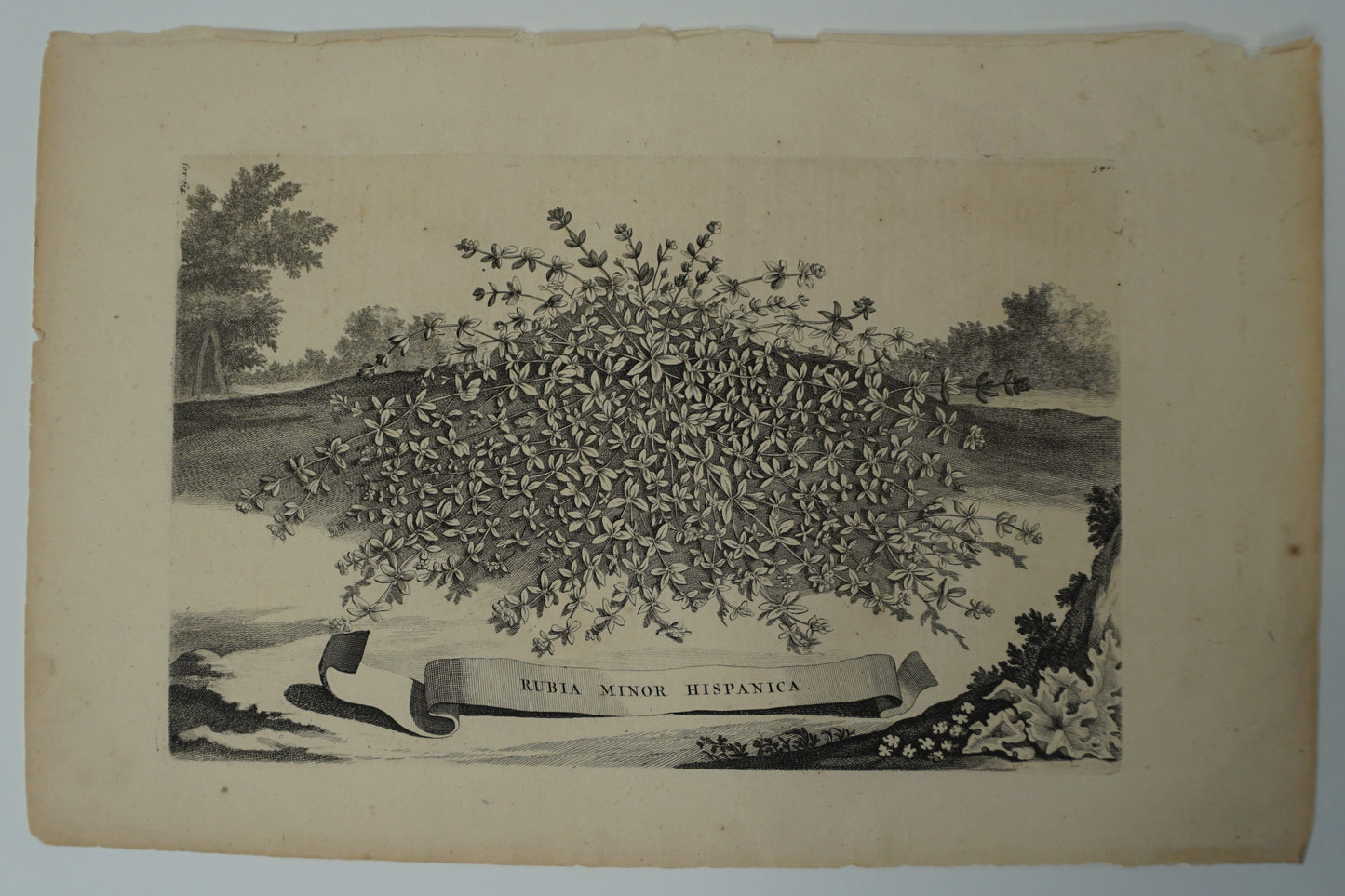 Etching Engraving of Rubia Minor Hispanica, Abraham Munting, 1696