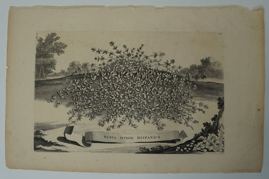 Etching Engraving of Rubia Minor Hispanica, Abraham Munting, 1696