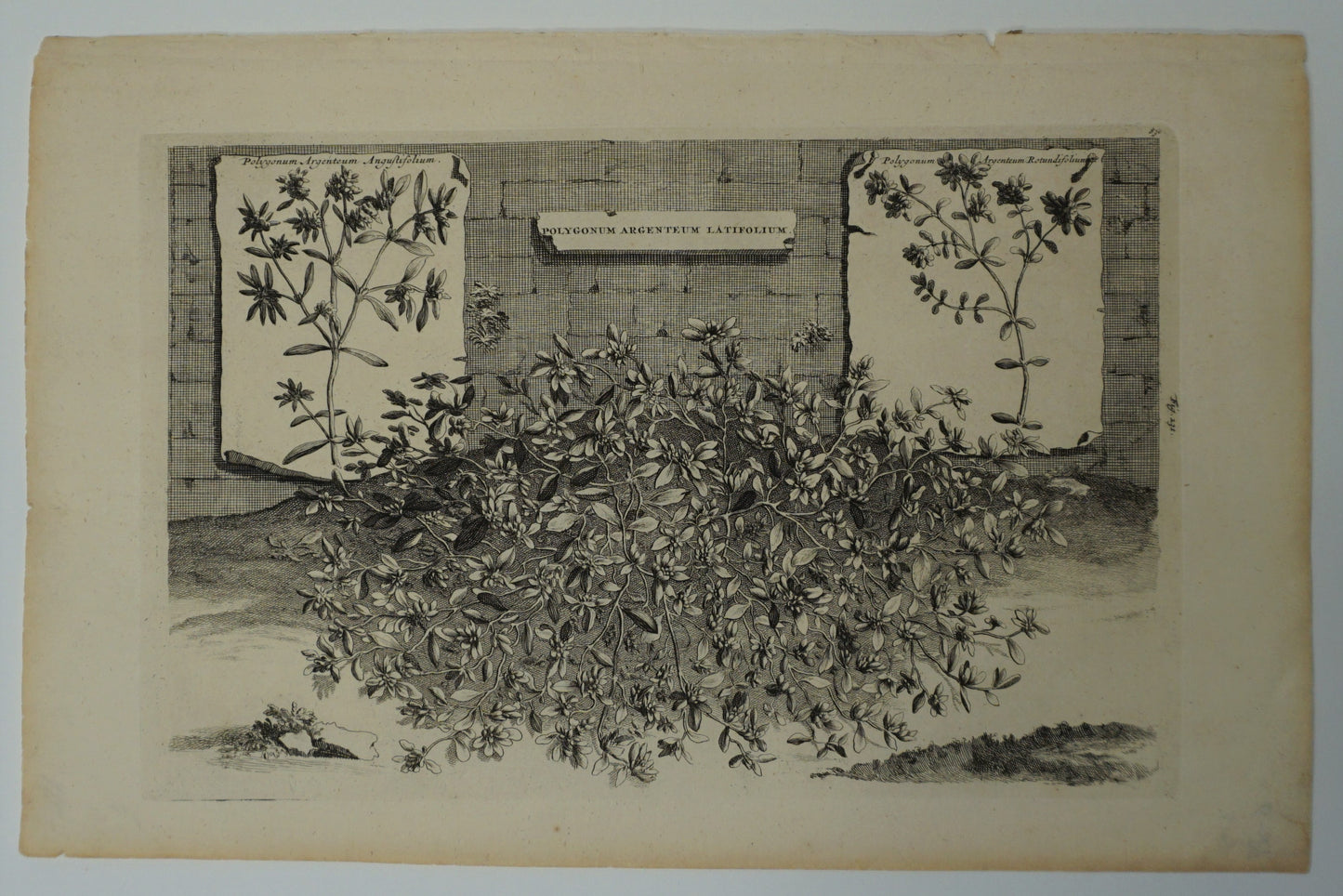 Etching Engraving of Polygonum Argenteum Latifolium, Abraham Munting, 1696