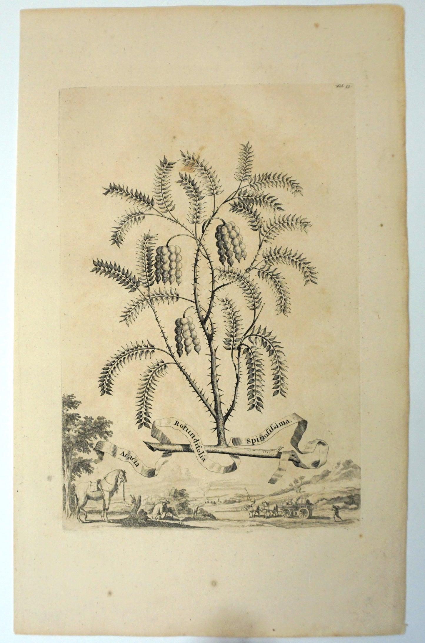 Botanical Etching, Abraham Munting, 1696