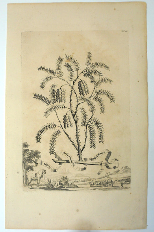 Botanical Etching, Abraham Munting, 1696