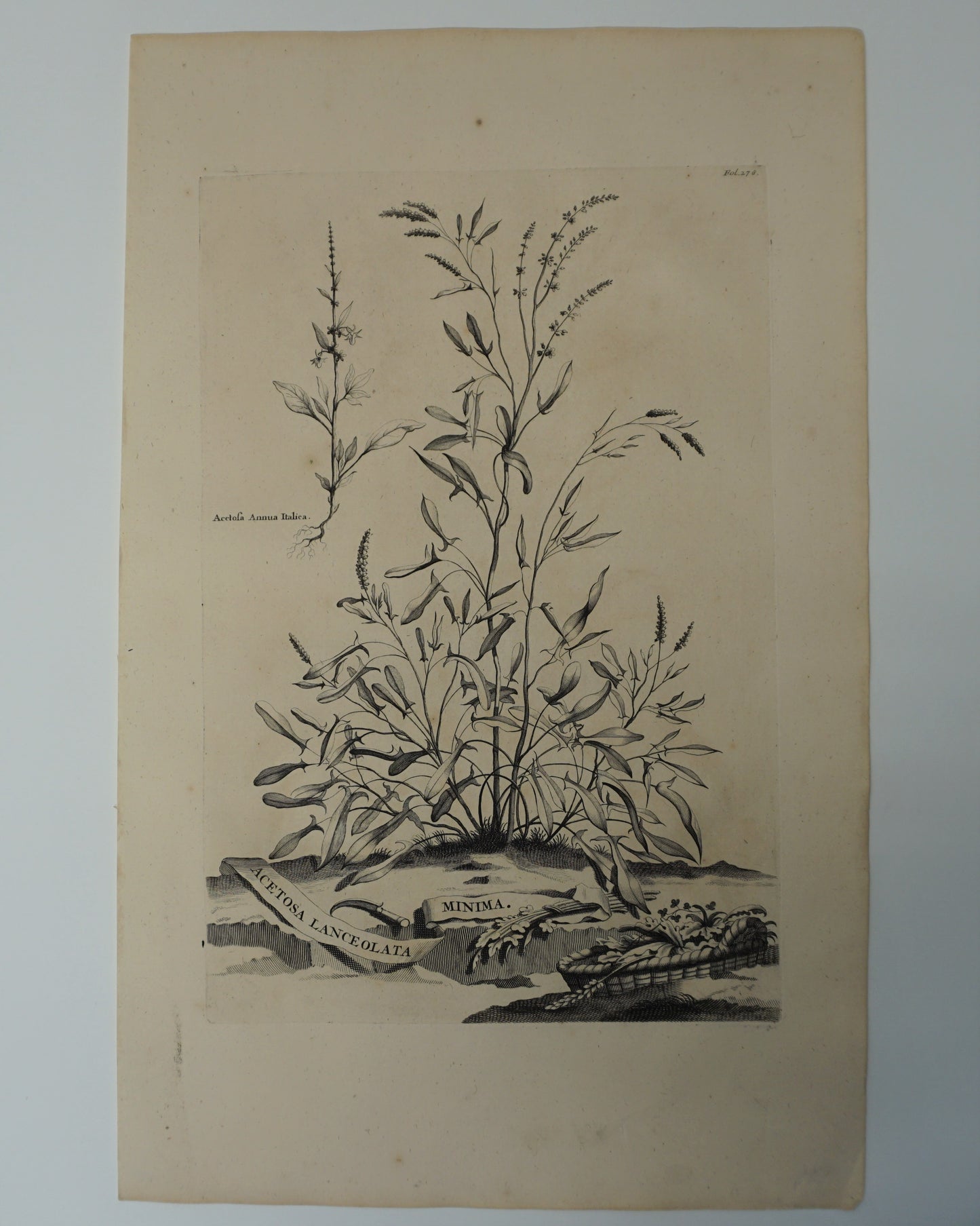 Etching Engraving of Acetosa Lanceolata Minima, Abraham Munting, 1696