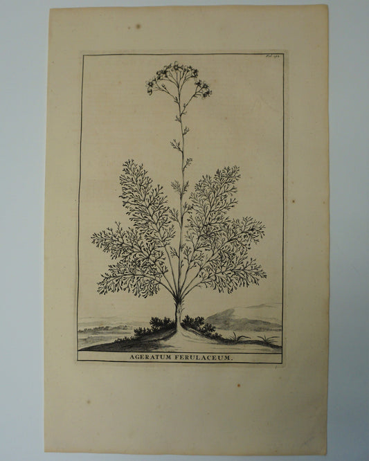 Etching Engraving of Ageratum Ferulaceum, Abraham Munting, 1696