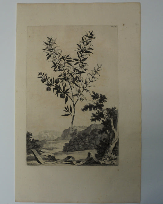 Etching Engraving of Myrtus Tenuifolia Fructu Albo, Abraham Munting, 1696
