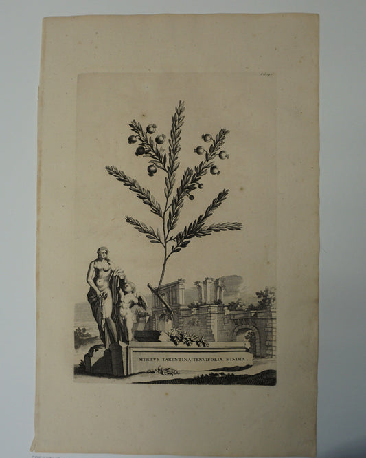 Etching Engraving of Myrtvs Tarentina Tenvifolia Minima, Abraham Munting, 1696