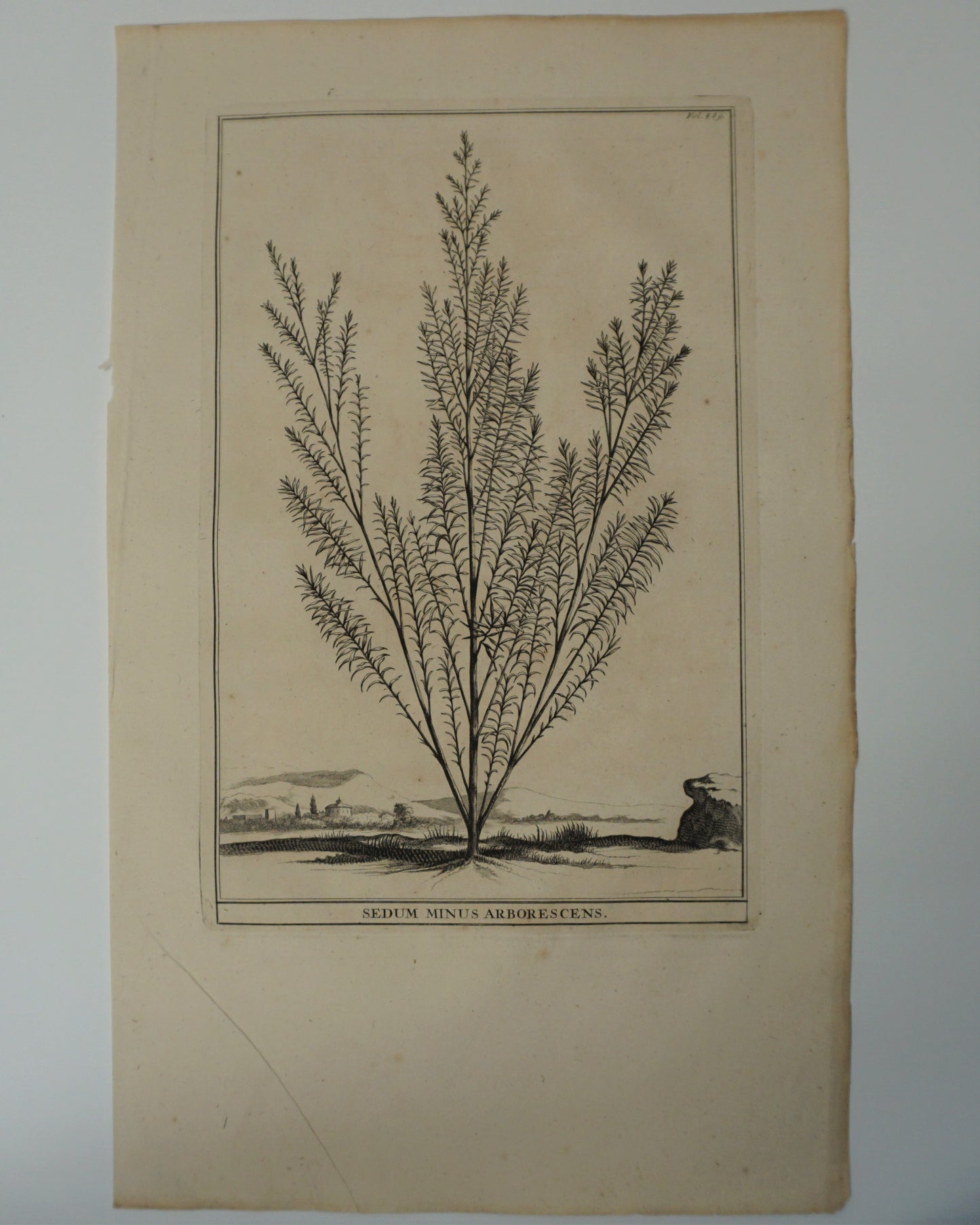 Etching Engraving of Sedum Minus Arborescens, Abraham Munting, 1696