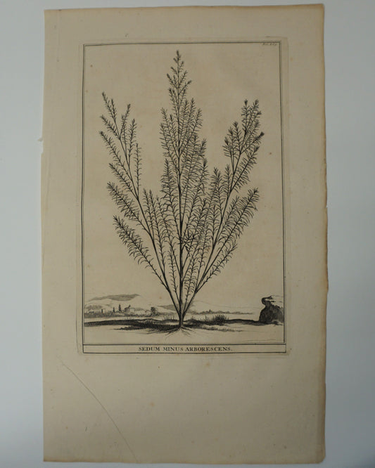Etching Engraving of Sedum Minus Arborescens, Abraham Munting, 1696