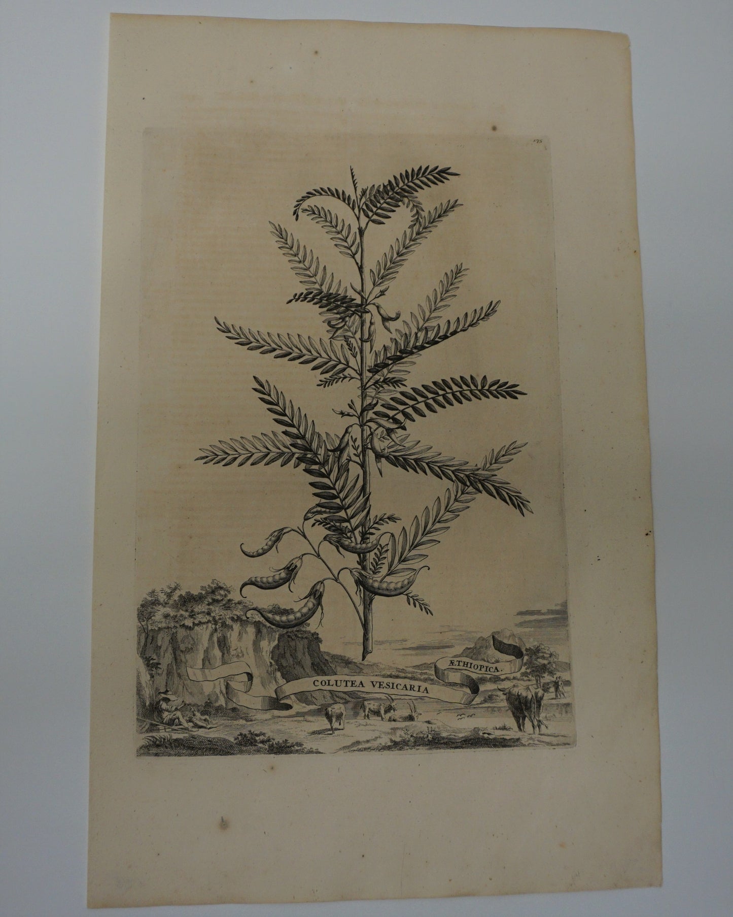 Etching Engraving of Colutea Vesicaria Aethiopica, Abraham Munting, 1696