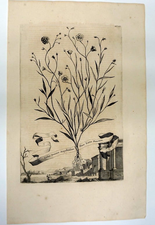 Botanical Etching Engraving, Abraham Munting, 1696