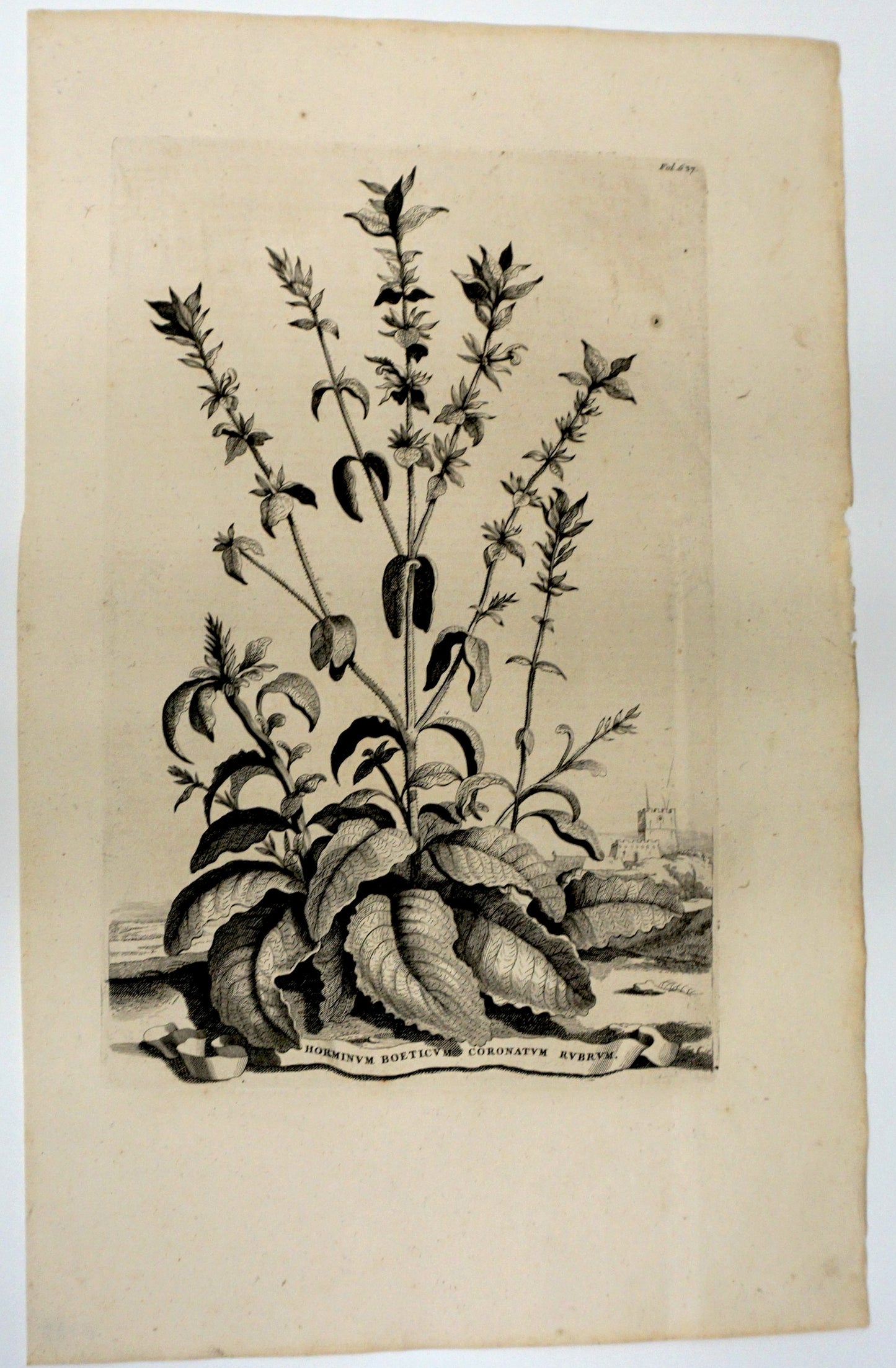 Botanical Etching Engraving, Abraham Munting, 1696