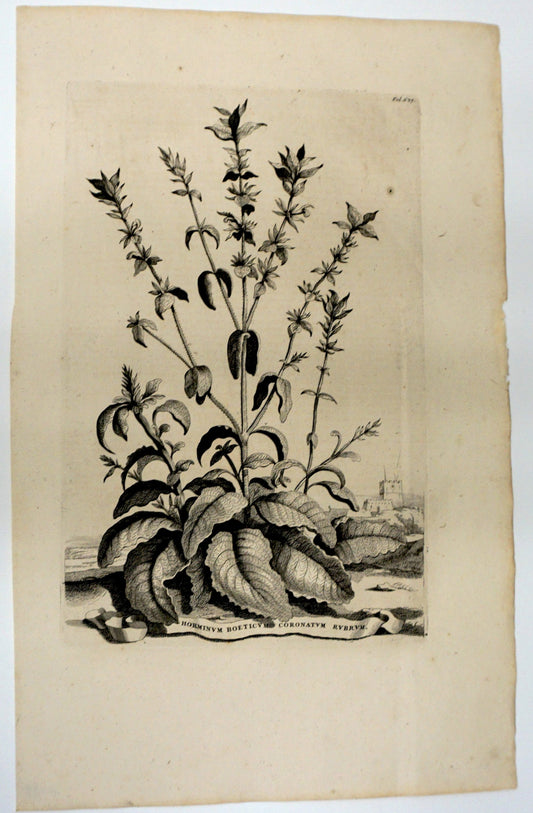 Botanical Etching Engraving, Abraham Munting, 1696