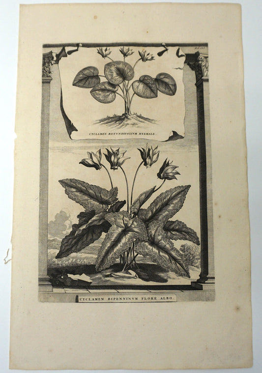 Botanical Etching Engraving, Abraham Munting, 1696
