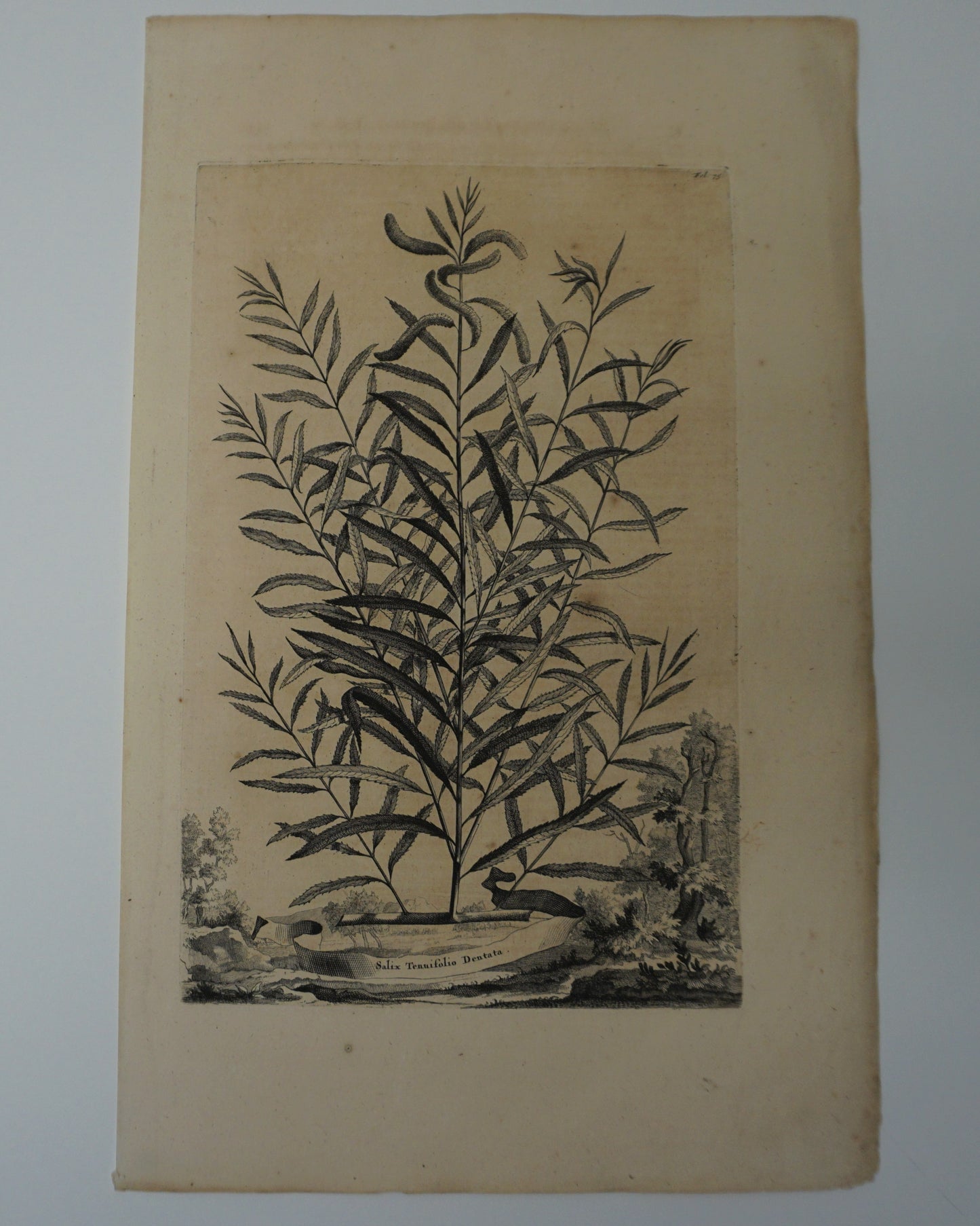 Etching Engraving of Salix Tenuifolio Dentata, Abraham Munting, 1696