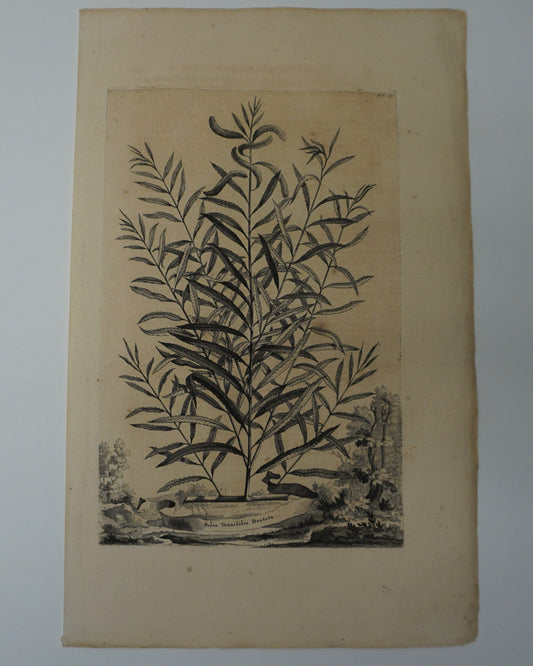 Etching Engraving of Salix Tenuifolio Dentata, Abraham Munting, 1696