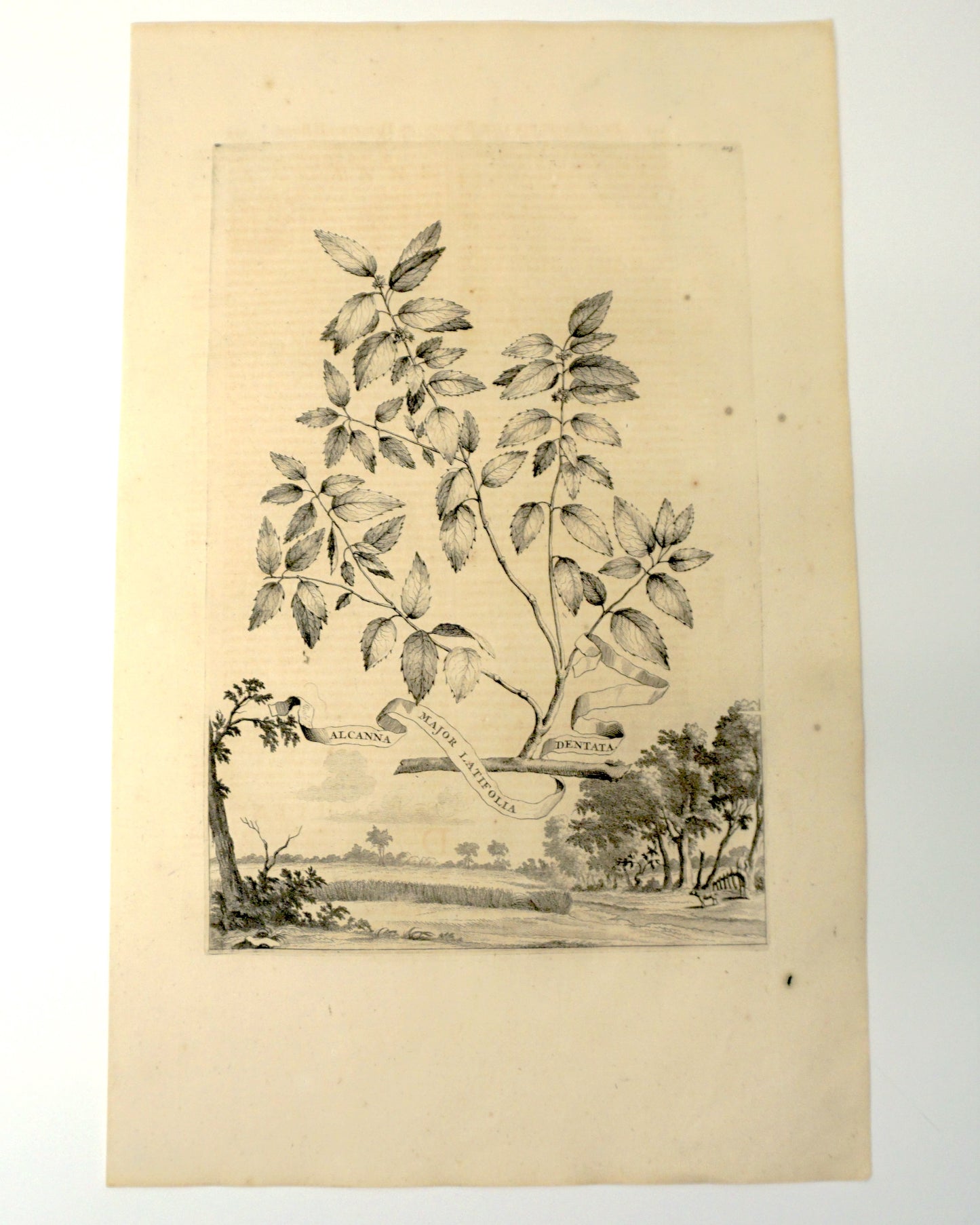 Etching Engraving of Alcanna Major Latifolia Denata, Abraham Munting, 1696