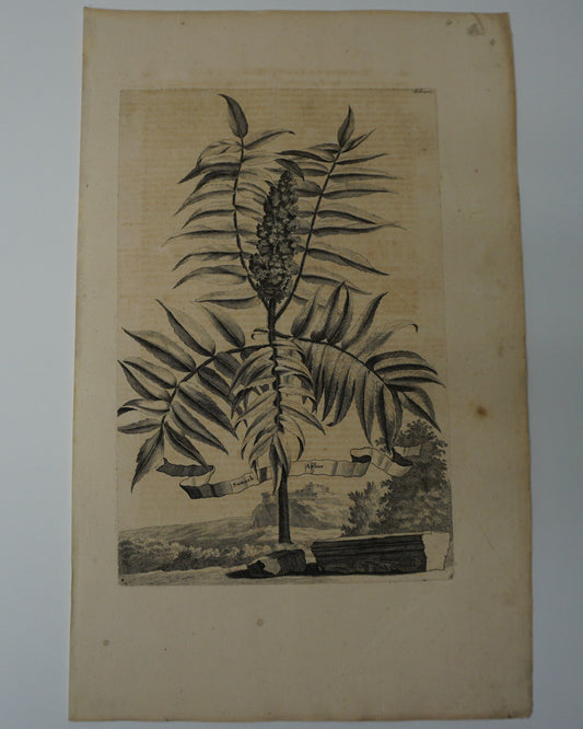 Etching Engraving of Sumach Arbor, Abraham Munting, 1696