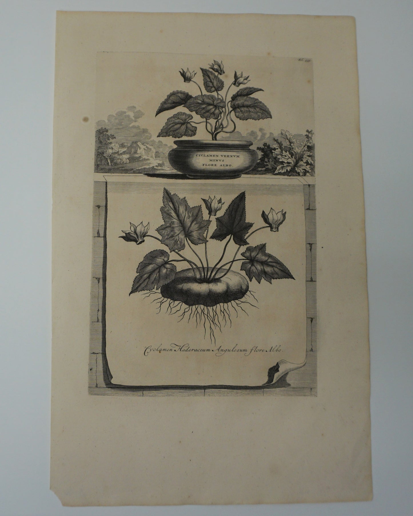 Etching Engraving of Cyclamen Hederaceum Angulosum Flore Albo, Abraham Munting, 1696