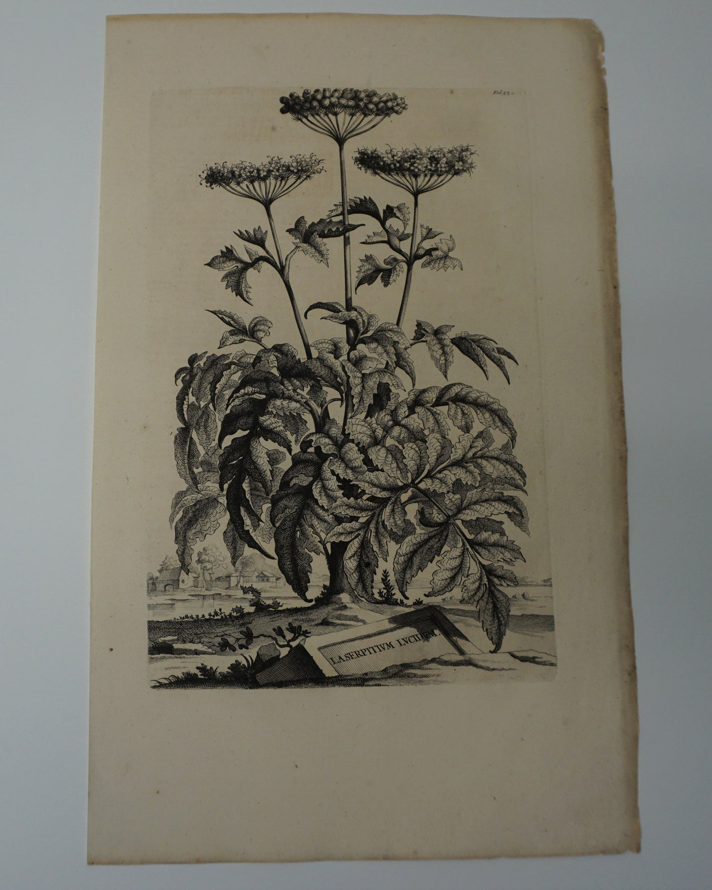 Etching Engraving of Laserpttivm Lvcidvm, Abraham Munting, 1696
