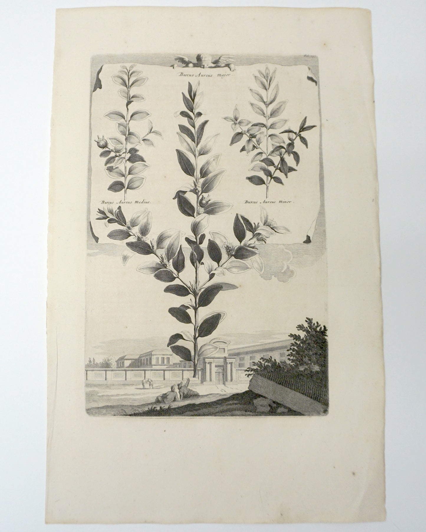 Botanical Etching Engraving, Abraham Munting,1696