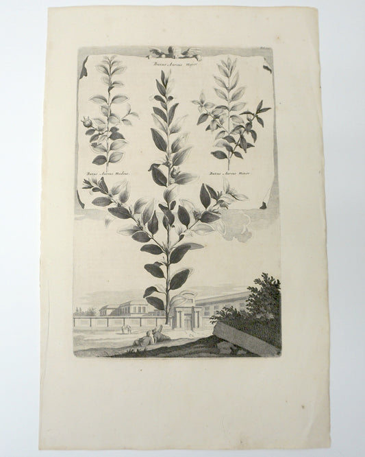 Botanical Etching Engraving, Abraham Munting,1696