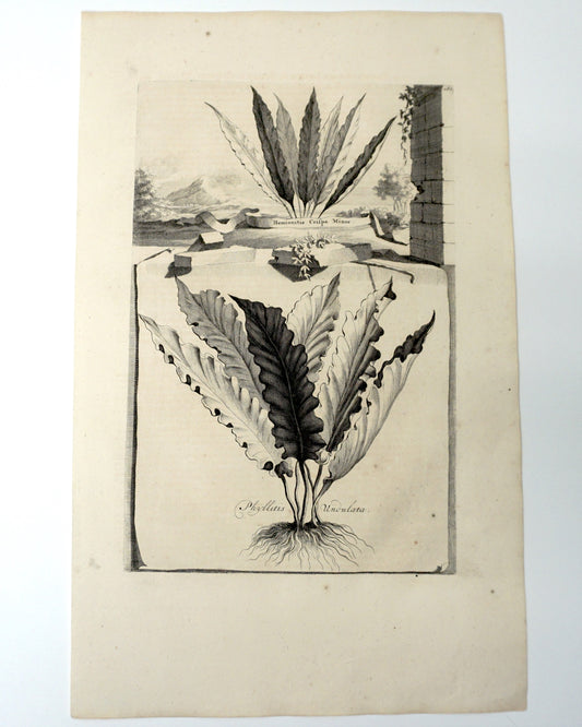 Botanical Etching Engraving, Abraham Munting, 1696