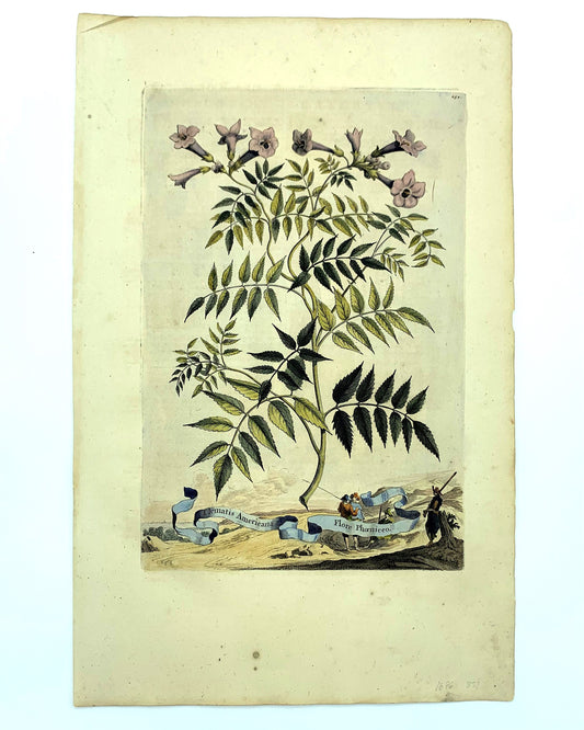 Angelica Baccifera, Abraham Munting, 1696