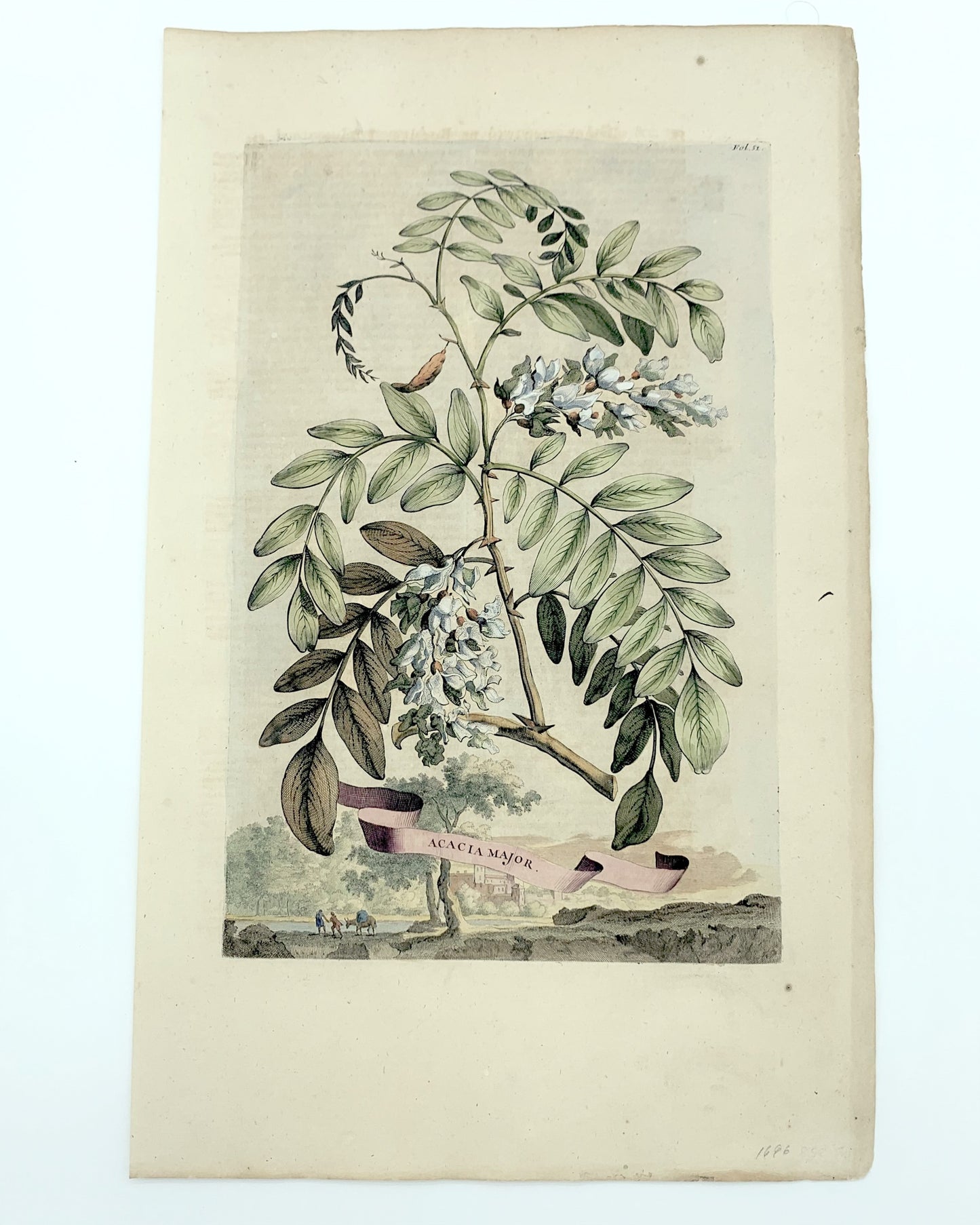 Clematis Americana Flore Phoeniceo, Abraham Munting, 1696