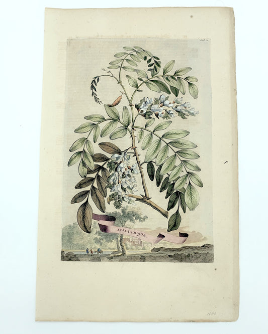 Clematis Americana Flore Phoeniceo, Abraham Munting, 1696