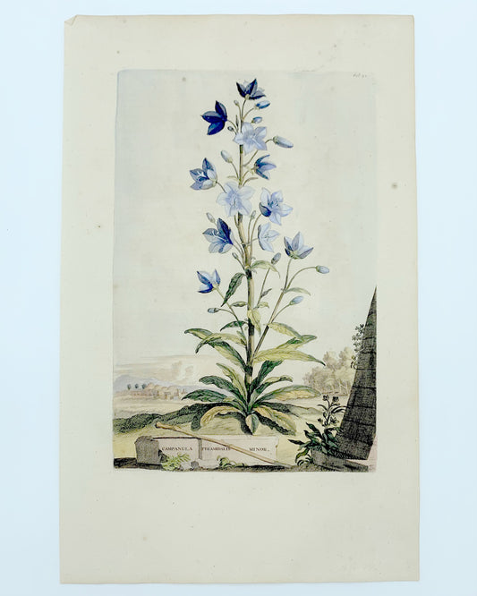 Acacia Major, Abraham Munting, 1696