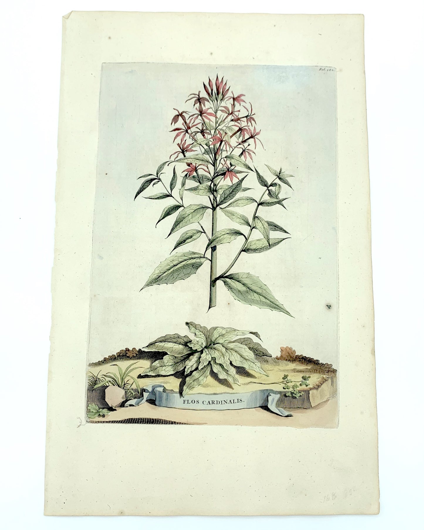 Campanula Pyramidalis Minor, Abraham Munting, 1696